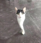 ルグルグ