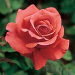 La Belle Rose