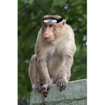 Monkey Naruto