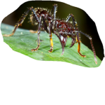 bullet ants united