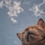 wazowskism