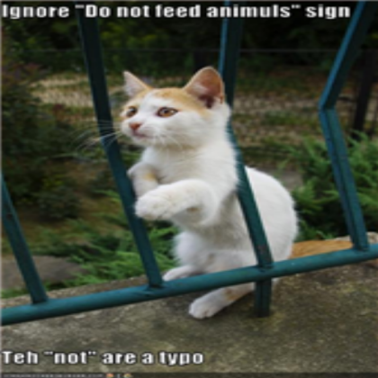 Funny cat pic 7 Roblox decal