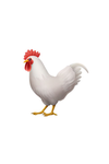 rooster fans