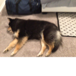 DOGE STUFF DOGS ONLY