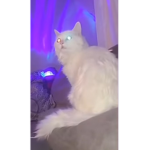 FluffyFurrys