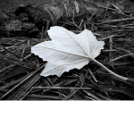White Leaves