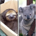 Sloths_x_koalas