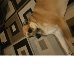 Buddy the dog.