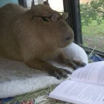 cаpybara