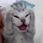 Lol Cats from around the world!