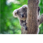 Koala team will win