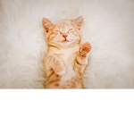 For all of the cat ######