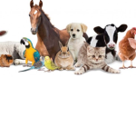 pets zoo