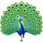 PEACOCK PARADISE