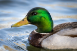 Ducks squad team