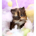 Kitties OnlYYY