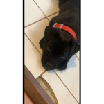 Dog Dog Dev
