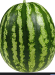 Army Of Watermelon Republic