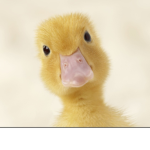 DuckiesForLife