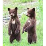 baby bears!