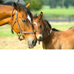 The hors i love hors