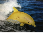 BANANA IN THE OCEAN