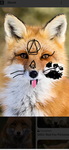 Lexi’s therian pack