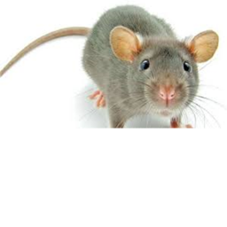 Button Simulator Rats I !