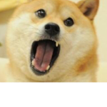 DA DOGE EMPIRE BOII