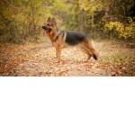The Dog Group-Aka for Hulk