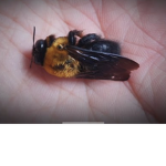 KILLL THE BEES