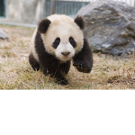 PANDA CLAN AND ARMY!!!!