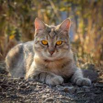 xin cat group