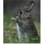 Bunny Boy
