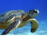 Turtle habitat
