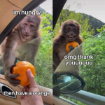 monkeys united memes