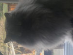 Best cats in the UNIVERSE