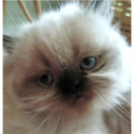 <3 Kitten Loves <3