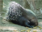 Porcupine Assault Team