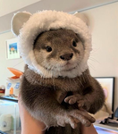 The otters 수달