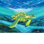 My Turtles