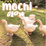 mochi glow
