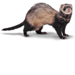 The Flaming Ferrets
