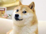 ~Doge's Group~