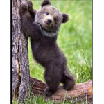 Da Dare Bears