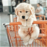 Angelic homestorerr