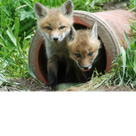 Coyote Remants (A T F Fan group)