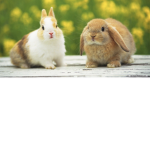 BunnieSquadForLife