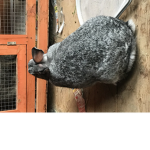 DA BOOTIFUL BUNNYS