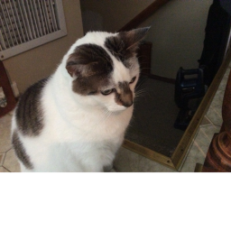 Meow Obby!